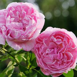 Rosa x Mary Rose